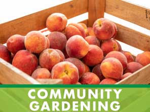 community gardening