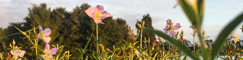 Flowers bloom in a natural setting.